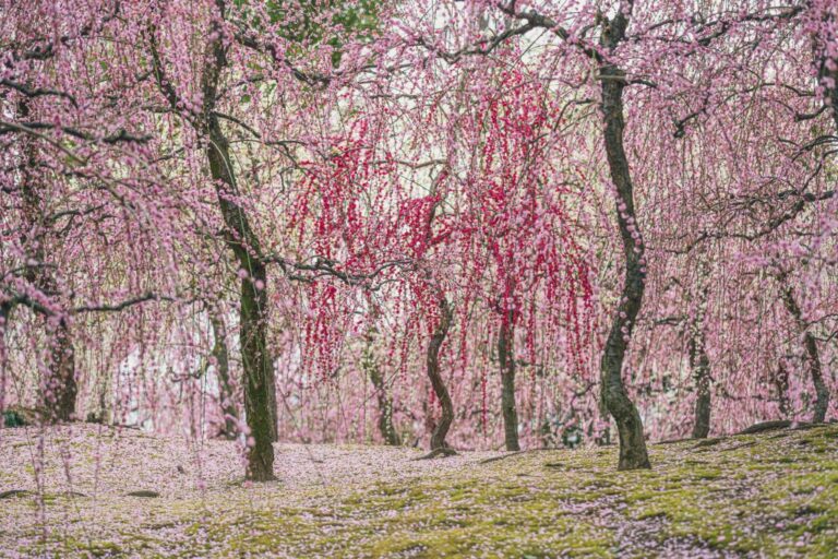 Off-Peak Travel in Japan: The Benefits of Travelling Out of Season