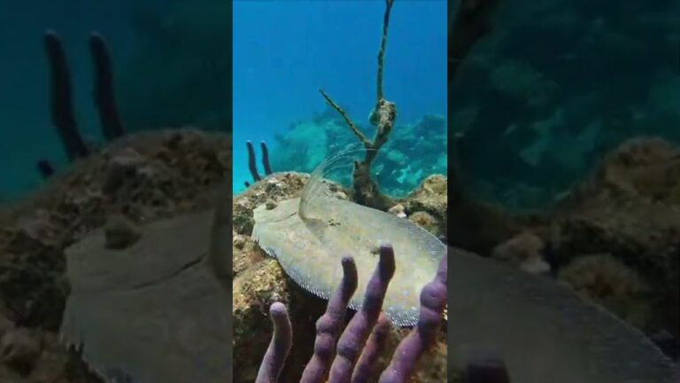 Great Barrier Reef Binsky 4k Videos #greatbarrierreef #visit #nature #vacation #shorts