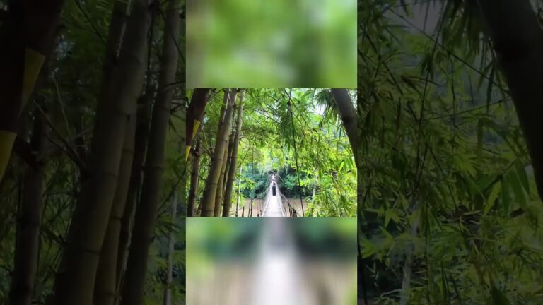 Pirate’s Bamboo Bridge Adventure: A Journey across to the Unknown!