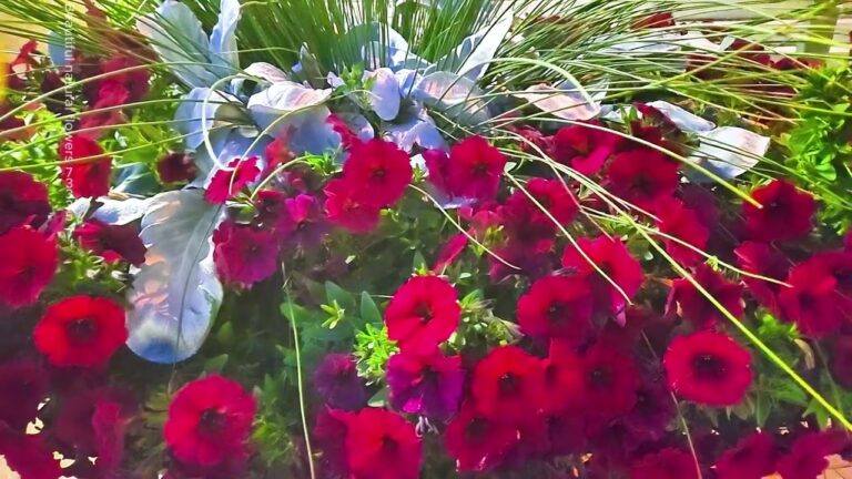 Beautiful natural flowers gardens ​#nature​#flowers​#nature​#flower​#youtube