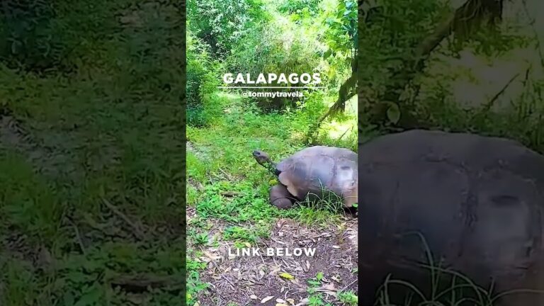 #TommyTravelz #travelnow #traveltips #galapagos #sancristobal #santacruz #islabaltra #isabelaisland