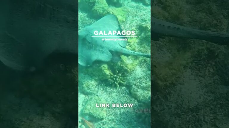 #TommyTravelz #travelnow #traveltips #galapagos #sancristobal #santacruz #islabaltra #isabelaisland
