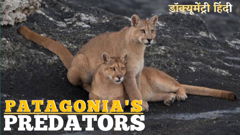 PATAGONIA'S PREDATORS EPIC ANIMALS | Wildlife Documentary in Hindi | Animal planet hindi