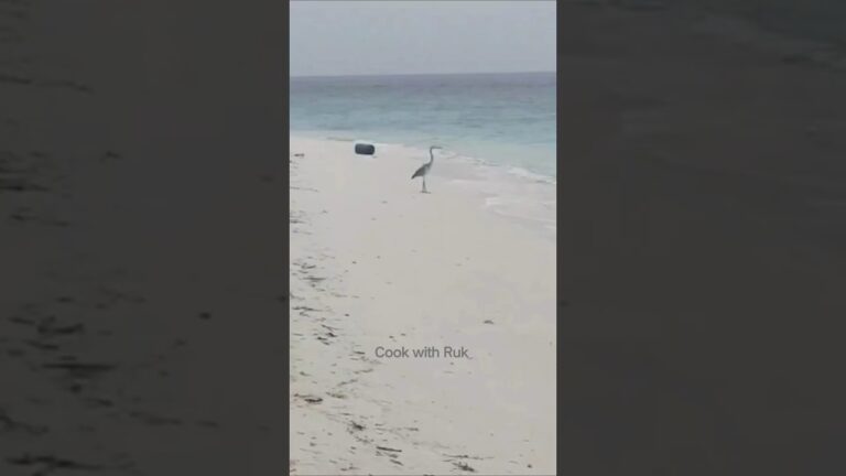 Kaho Na Pyaar Hai❤️ Maldives Island🏝️#shortsfeed #shorts #viralsong #hindisong #love #viralvideos