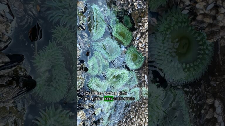 Best Olympic National Park Beach No. 10 #olympic #olympicnationalpark #usnationalparks #bucketlist