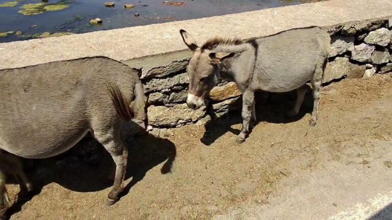 Wild Horses & Pristine Bays: Exploring Asinara Park Sardinia Italy
