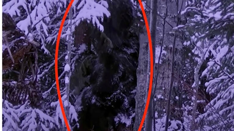 Elk Hunter Records Video Of Bigfoot In The Winter Forest