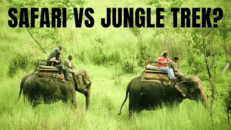Safari vs. Jungle Trek – Which Adventure Should You Choose? – Travel Video