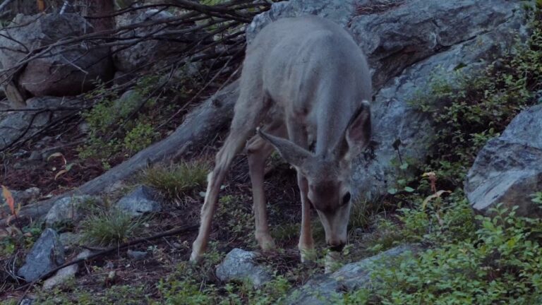 Virtual Hike: Stunning photos and wildlife at the Rocky Mountains