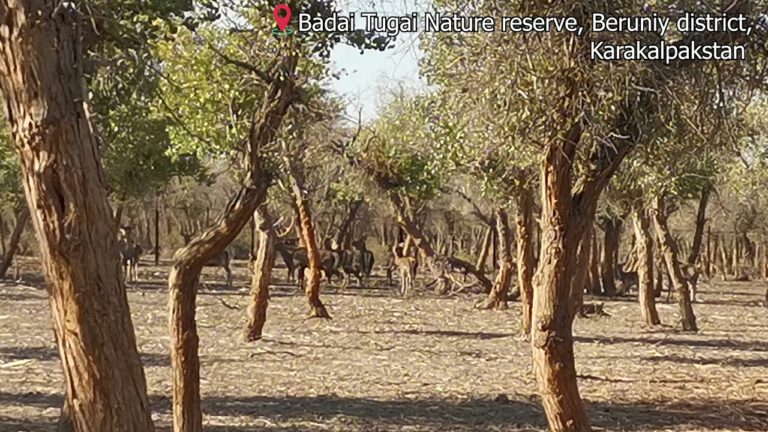 Baday Tugai Nature Reserve | Ecotourism of Uzbekistan.
