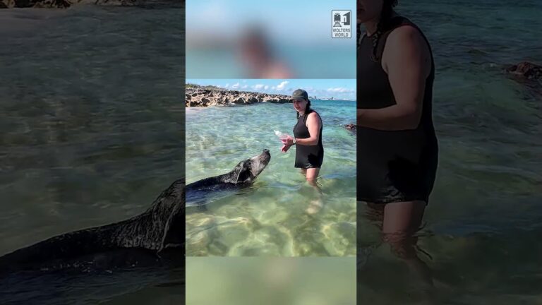 Is it worth it to do the pig excursions in the Bahamas?